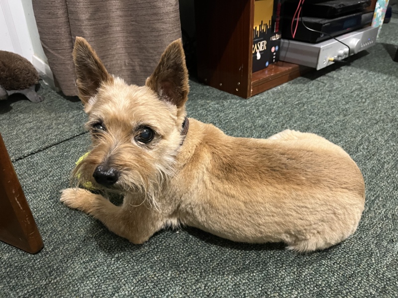 How old is/was your cairn terrier?