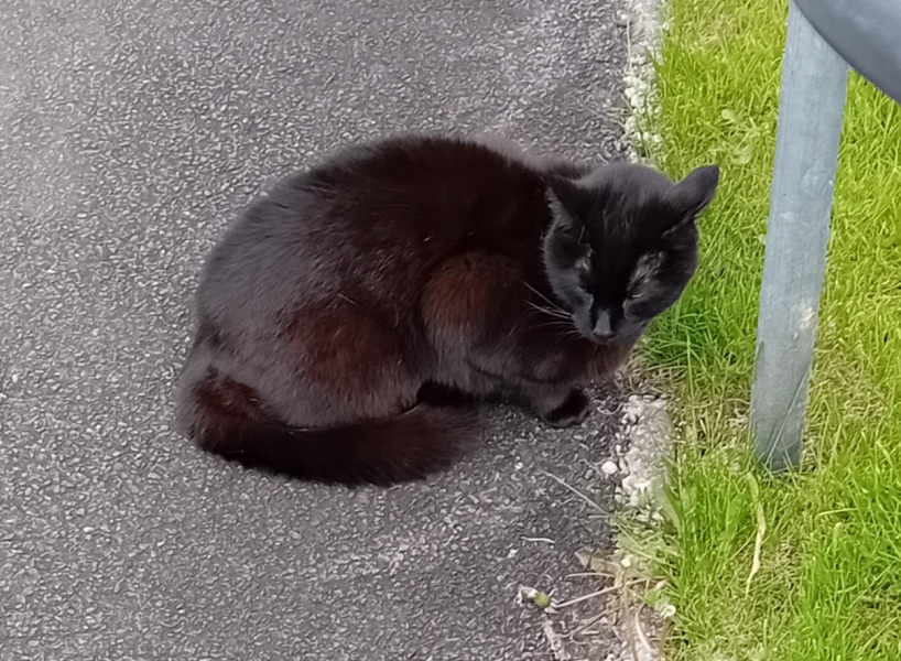 Machiavellian Misbehaviour- the Excellent Cats Deny Everything