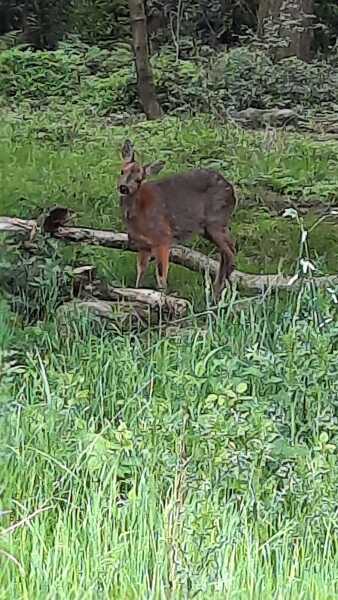 Thread 47 Sunak : The Ship of Fools sails on