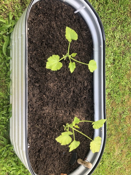 Courgette plants struggling