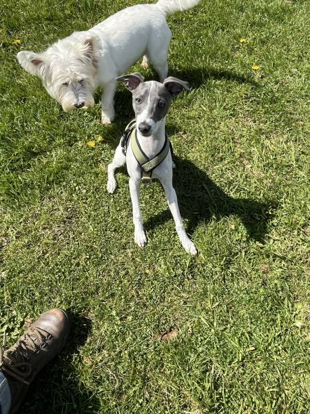 Puppy Survival Thread for New and Old Pups - Spring is around the corner!