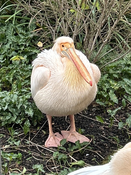 Thread 47 Sunak : The Ship of Fools sails on