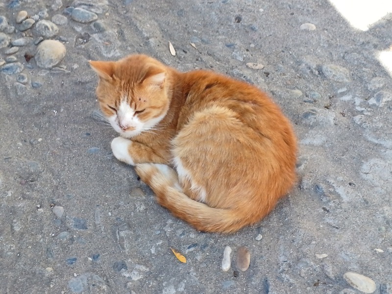 Thread 47 Sunak : The Ship of Fools sails on