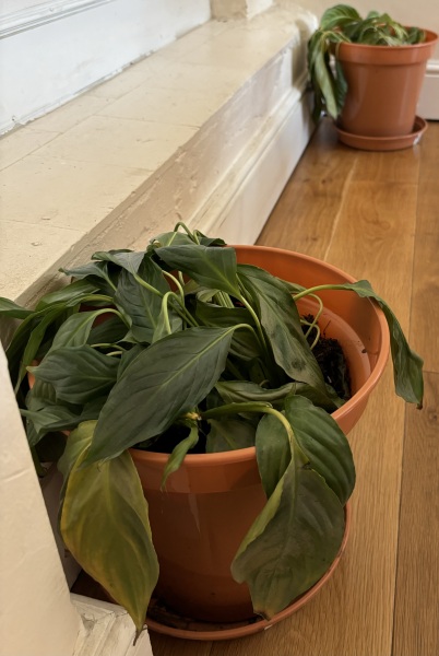 Peace Lillies struggling after repot - please help!