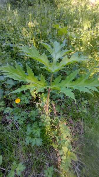 Please can you identify if this is giant hogweed?