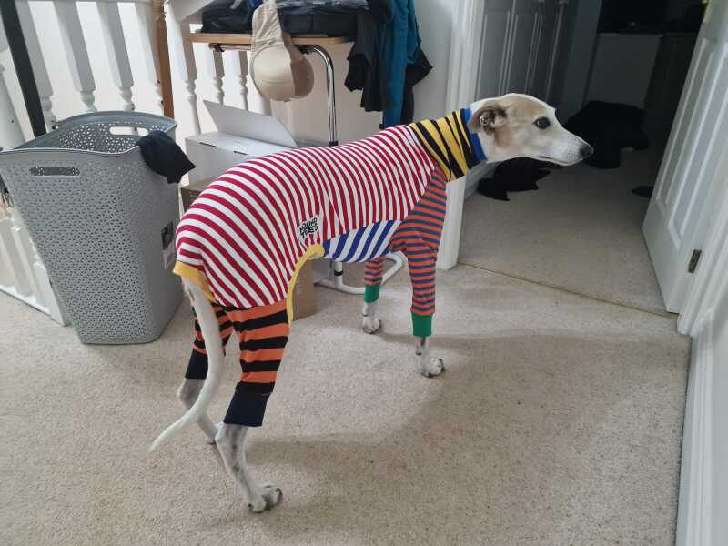 Retired greyhound - as first dog?