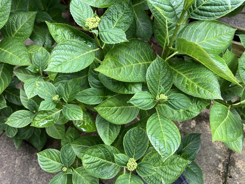 I'm so excited about my hydrangea!