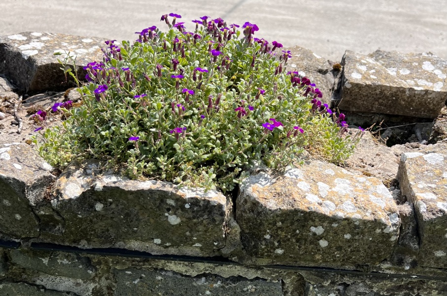 Campanula in the garden wall