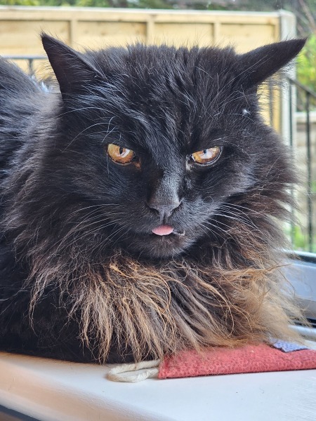 Machiavellian Misbehaviour- the Excellent Cats Deny Everything
