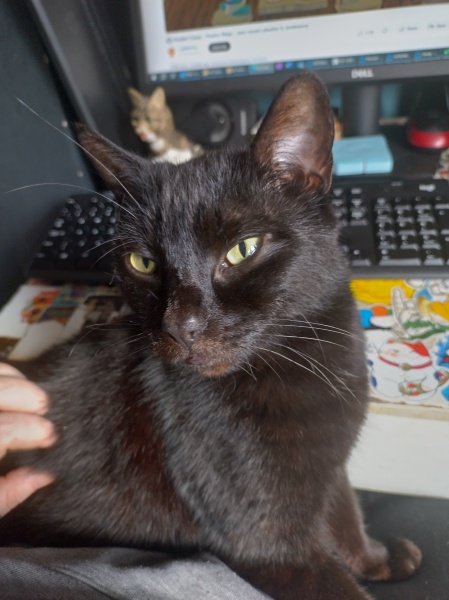 Machiavellian Misbehaviour- the Excellent Cats Deny Everything