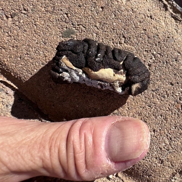 Mystery poo in garden