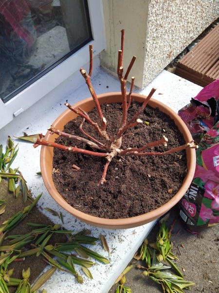 my poor Rhododendron
