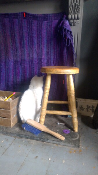 Machiavellian Misbehaviour- the Excellent Cats Deny Everything