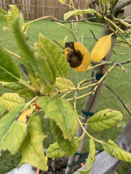 Holly blight?