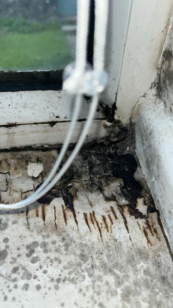Is this wet rot?