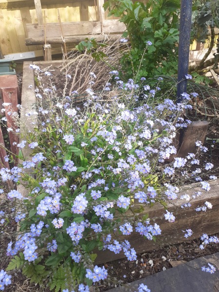 What have you done in the garden today Part 4 Spring 2024.