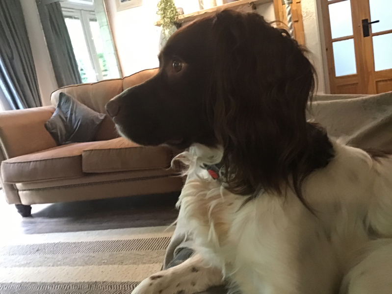 Thread 45 Sunak; Remove one letter and tell his future"