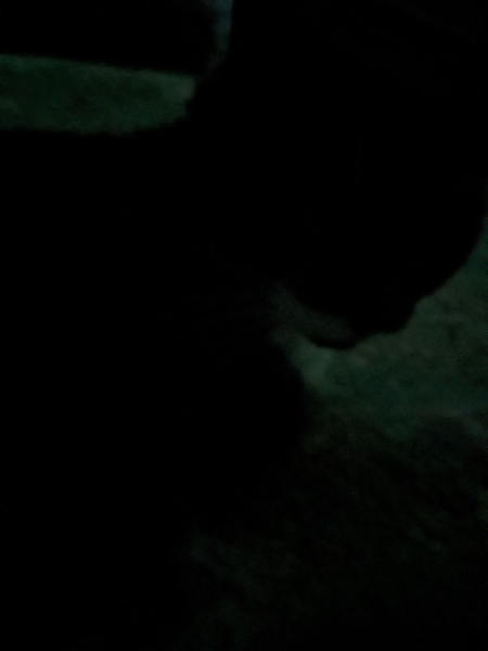 Thread 47 Sunak : The Ship of Fools sails on