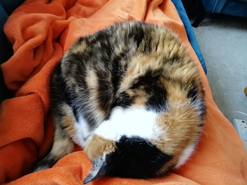 Cat bite won't heal?