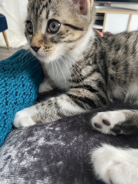 Kitten took her cone off after being spayed today