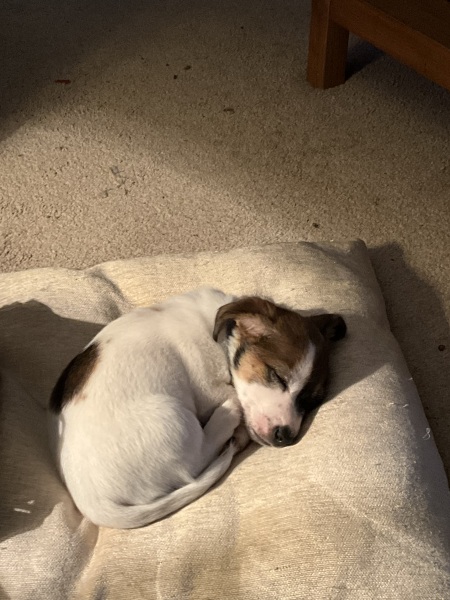 Thread 45 Sunak; Remove one letter and tell his future"