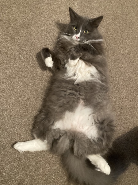 Thread 46 Sunak - don't rain on our parade