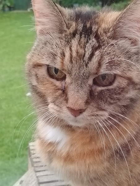 Machiavellian Misbehaviour- the Excellent Cats Deny Everything