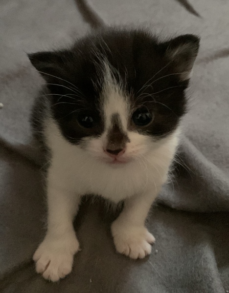 Anyone have more than one female cat?