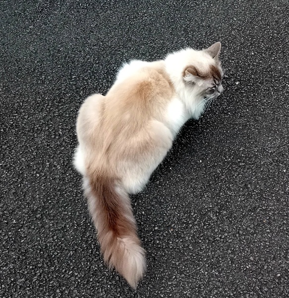 Machiavellian Misbehaviour- the Excellent Cats Deny Everything