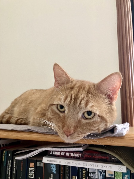 What is the evolution of your cat’s nicknames?