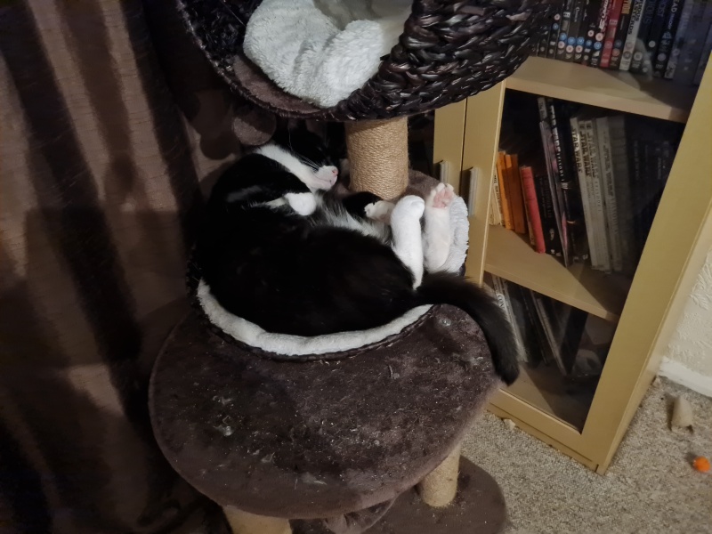 Machiavellian Misbehaviour- the Excellent Cats Deny Everything