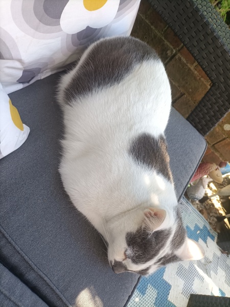 Is your cat an indoor or outdoor cat?