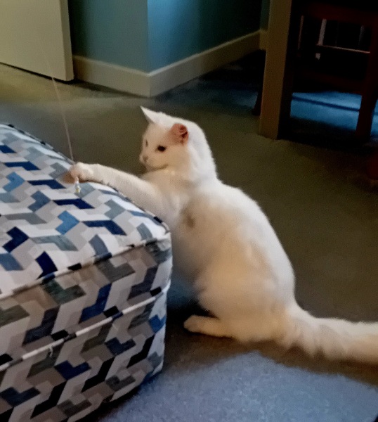 Machiavellian Misbehaviour- the Excellent Cats Deny Everything