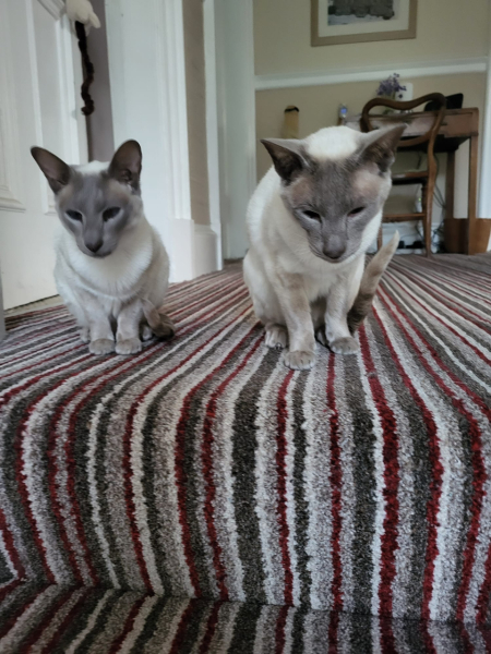 What 'present' has your cat brought you? (light hearted)