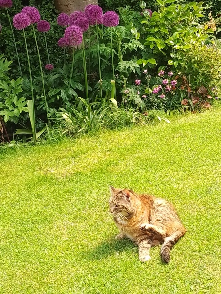 Is your cat an indoor or outdoor cat?