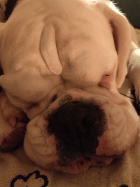 Puppy thread 2021 alumni, where are you now?