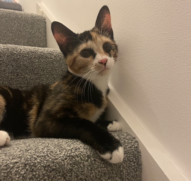 Kittens just been spayed is this normal?
