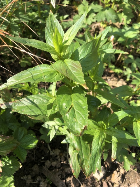 Weed or not weed?