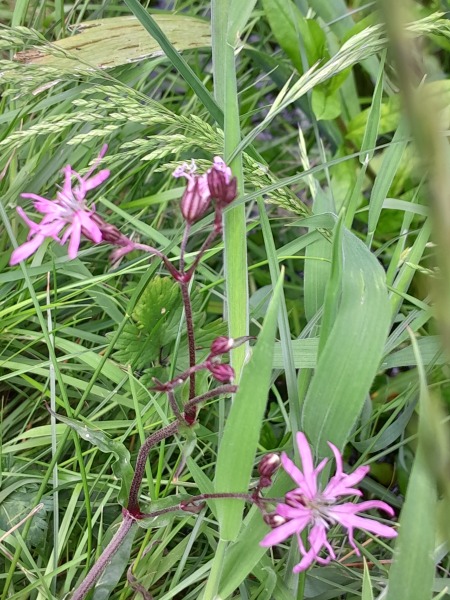 What have you done in the garden today? Part 5