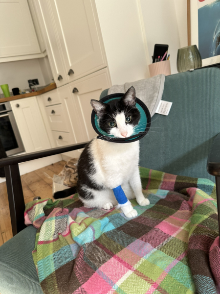 Nightmare neighbour cat