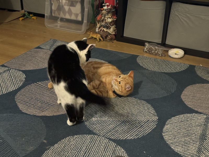 Machiavellian Misbehaviour- the Excellent Cats Deny Everything
