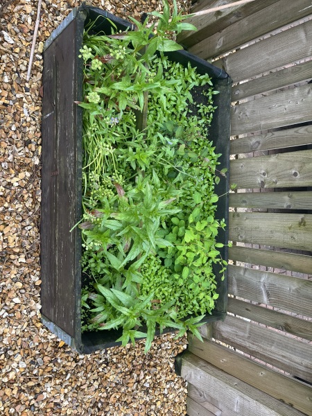 How much of this is weeds?