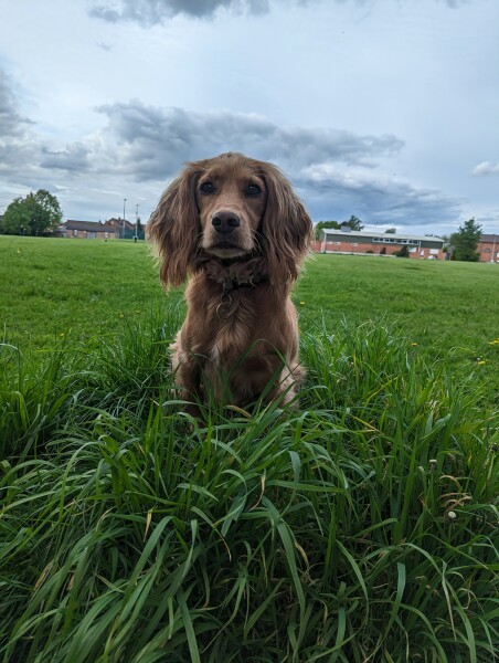 Puppy thread 2021 alumni, where are you now?