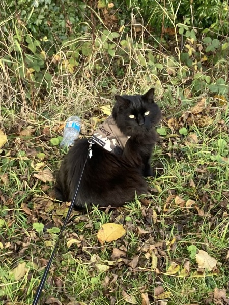 Machiavellian Misbehaviour- the Excellent Cats Deny Everything