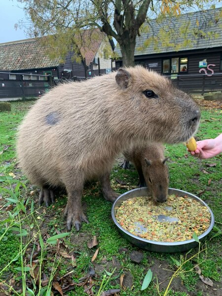 Thread 46 Sunak - don't rain on our parade