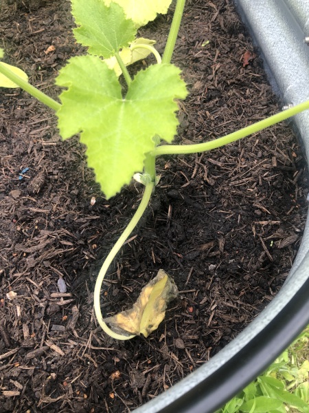 Courgette plants struggling