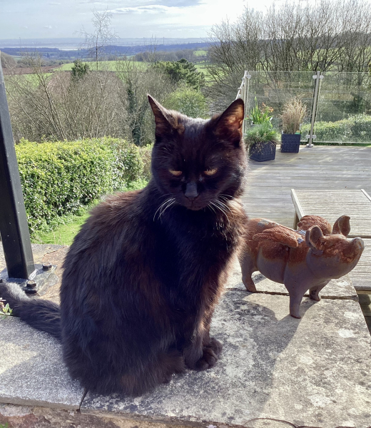 Machiavellian Misbehaviour- the Excellent Cats Deny Everything