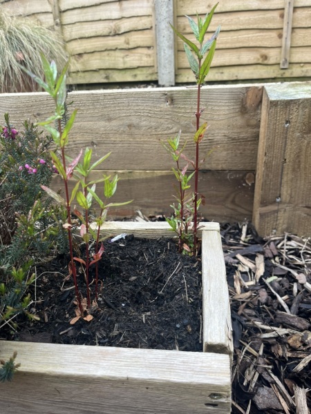 What weed is this?