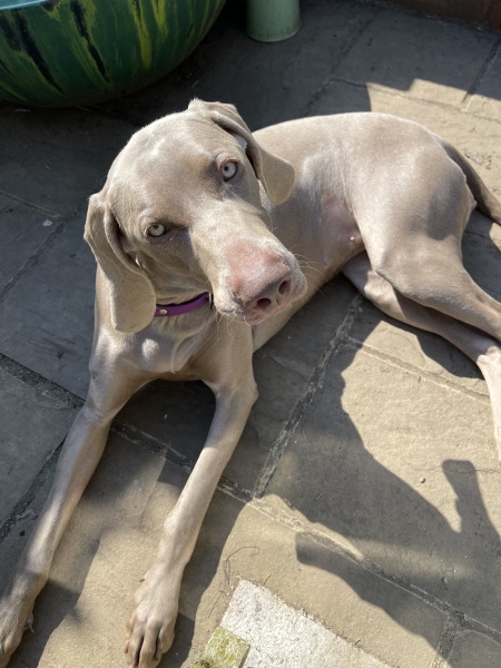 Puppy Survival Thread for New and Old Pups - Spring is around the corner!