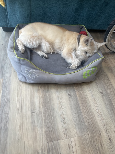 How old is/was your cairn terrier?